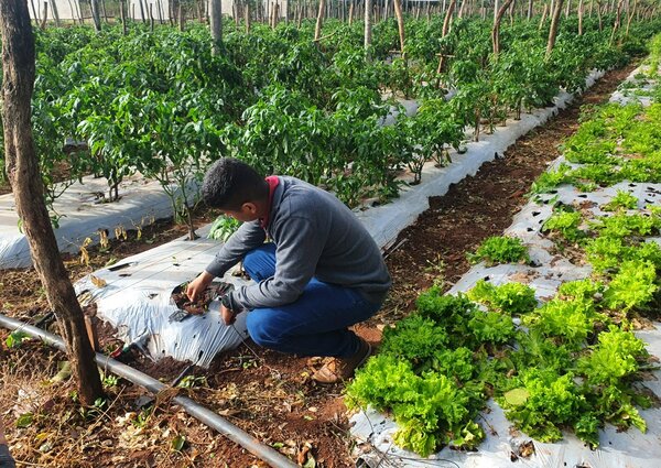 Familia rural de Belén propicia la agricultura orgánica