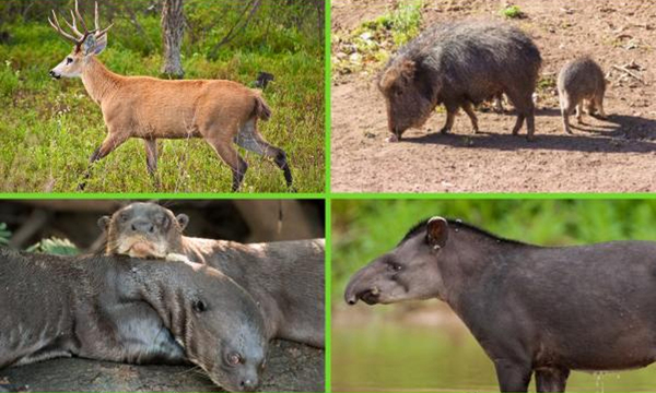 Animales en peligro de extinción en Paraguay - OviedoPress