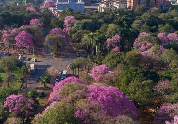 Lapachos visten su mejor gala como antesala a la primavera en el este