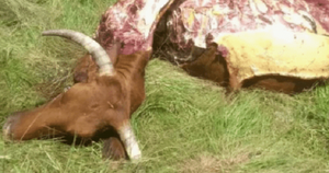 Abigeos faenaron dos vacunos en Caaguazú - Noticiero Paraguay