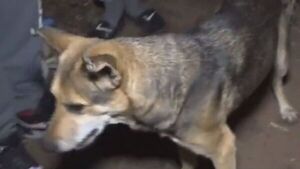 Luca, el perro héroe que salvó a su dueño de un incendio