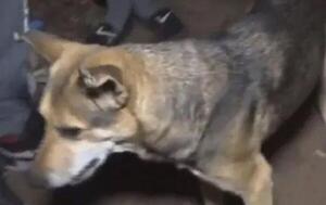 Luca, el perro héroe que salvó a su dueño de un incendio en Fernando de la Mora – Prensa 5