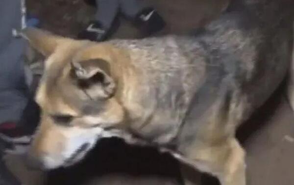 Luca, el perro héroe que salvó a su dueño de un incendio en Fernando de la Mora – Prensa 5