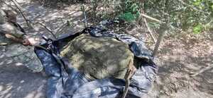 Desmantelan centros de producción y incautan más de 5 toneladas de marihuana en Amambay - Megacadena — Últimas Noticias de Paraguay