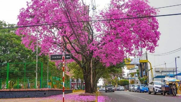 Carmen del Paraná convoca a concurso de fotos de tajy