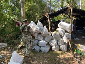 Diario HOY | Desmantelan centro de producción y acopio de marihuana en Amambay