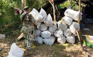 Dejan de circulación 5,5 toneladas de marihuana en PJC