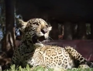 Tosã, en proceso de recuperación tras cirugía de cuatro horas
