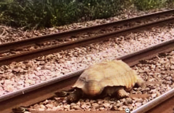 Diario HOY | Una tortuga gigante bloquea varias horas el tráfico de trenes en Inglaterra