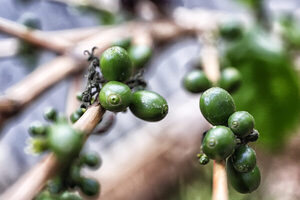 Ecuador exporta a Italia su primer lote de café "libre de deforestación" - MarketData