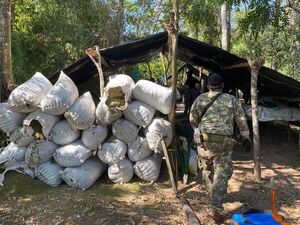 Desmantelan otro centro de producción de marihuana en Amambay - Nacionales - ABC Color