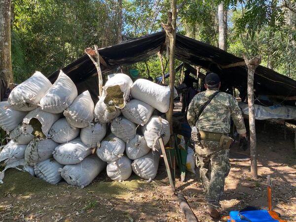 Desmantelan otro centro de producción de marihuana en Amambay - Nacionales - ABC Color