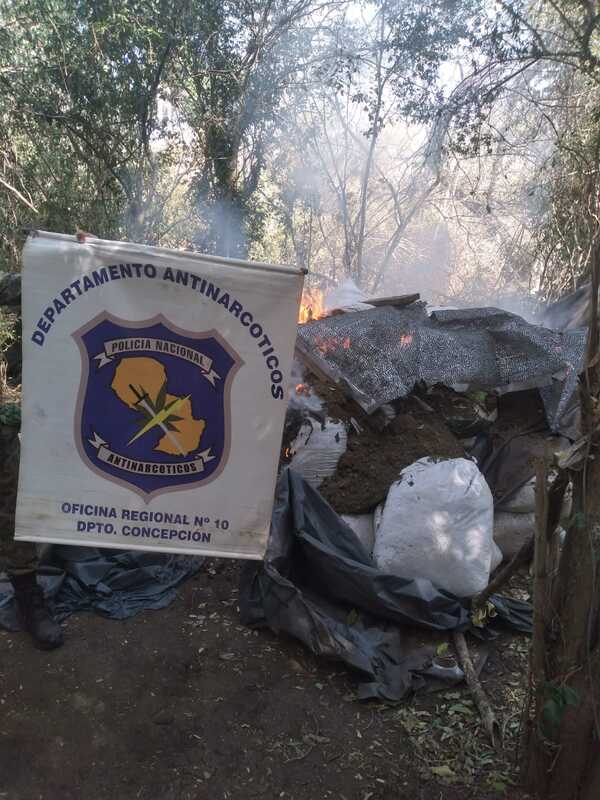 Destruyen plantaciones de marihuana en Sargento José Félix López