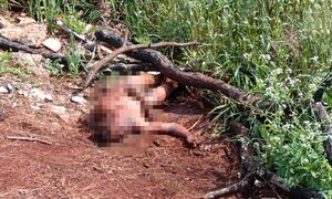 Encuentran cadáver de un hombre en un inmueble privado de Hernandarias – Diario TNPRESS