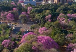 Lapachos visten su mejor gala como antesala de la primavera en el Este – Diario TNPRESS
