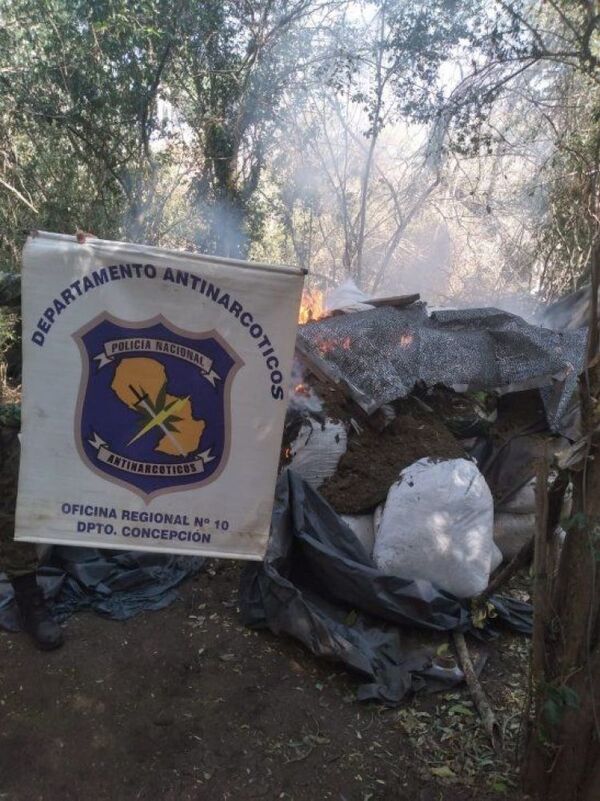 Hallan campamento y destruyen plantaciones de marihuana en Concepción