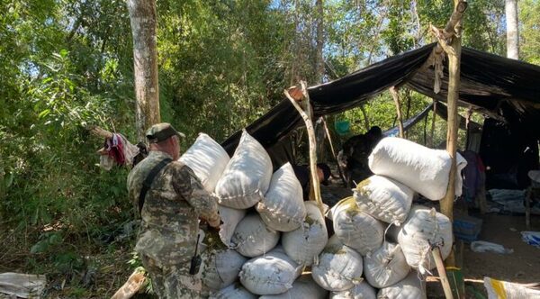Desmantelan centro de producción y acopio de marihuana en Amambay