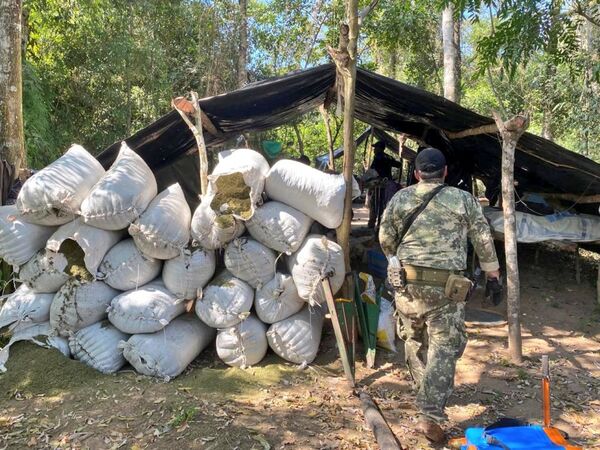 Más de 23 toneladas de marihuana fueron sacadas de circulación por la Senad - Radio Imperio