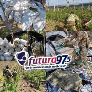Senad destruyó más de 23 toneladas de marihuana