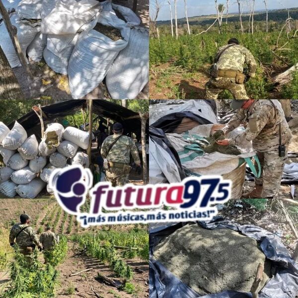 Senad destruyó más de 23 toneladas de marihuana