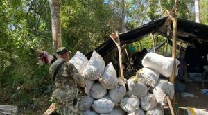Desmantelan centro de producción y acopio de marihuana en Nueva Yaú