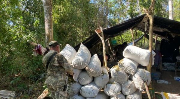 Desmantelan centro de producción y acopio de marihuana en Nueva Yaú