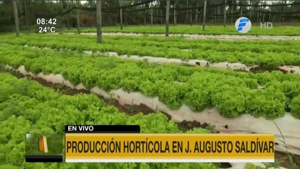 Productores ofrecen tomate desde G.3.000 el kilo y verdeos baratitos