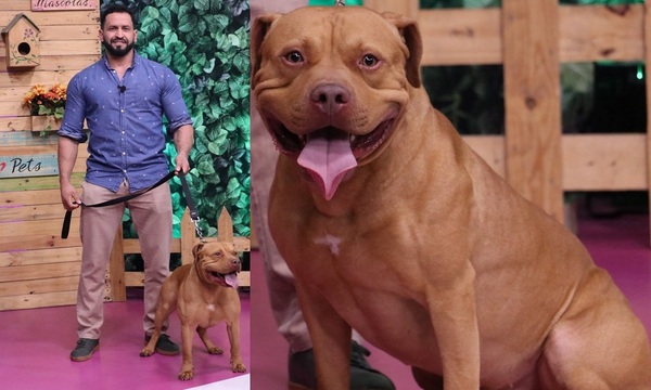 Especialista en Pitbull explicó los cuidados a la hora de tener la raza | Telefuturo