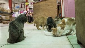 Guerra en el mercado por dar de comer a gatitos