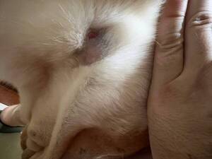 Crónica / Envió a su perrito para un baño, lo devolvieron con una herida en la yugular