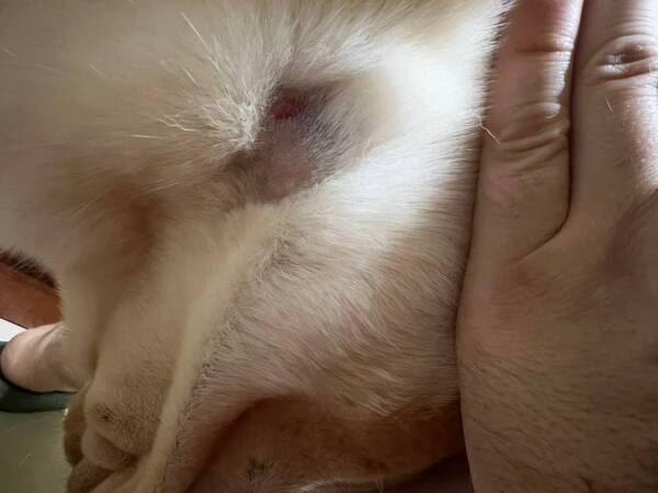 Crónica / Envió a su perrito para un baño, lo devolvieron con una herida en la yugular