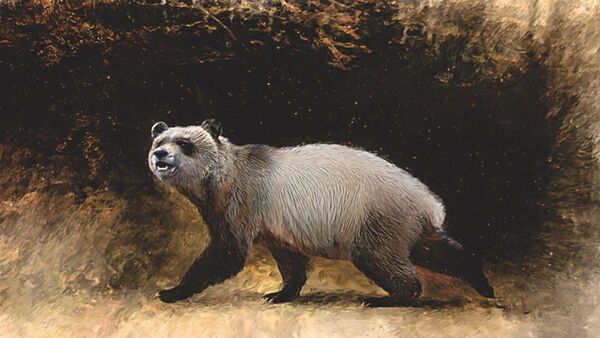 El último panda gigante europeo vivió hace 6 millones de años