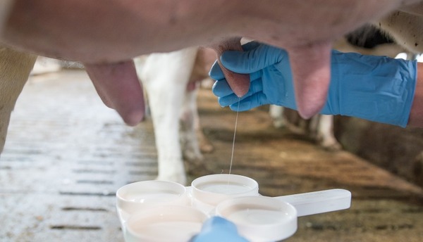 Buscan mejorar la calidad de la producción de leche en Paraguay