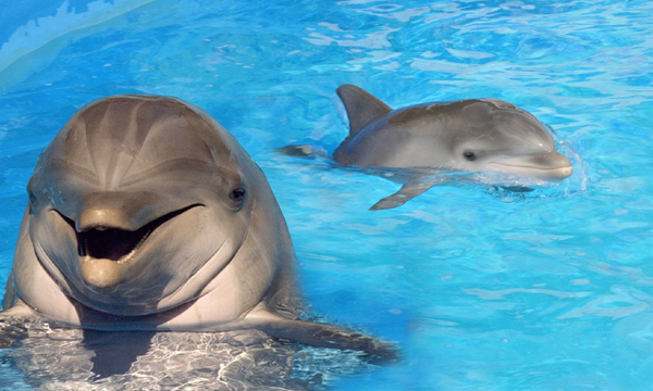 Delfines "agresivos sexualmente" alertan y espantan a nadadores en Reino Unido - OviedoPress