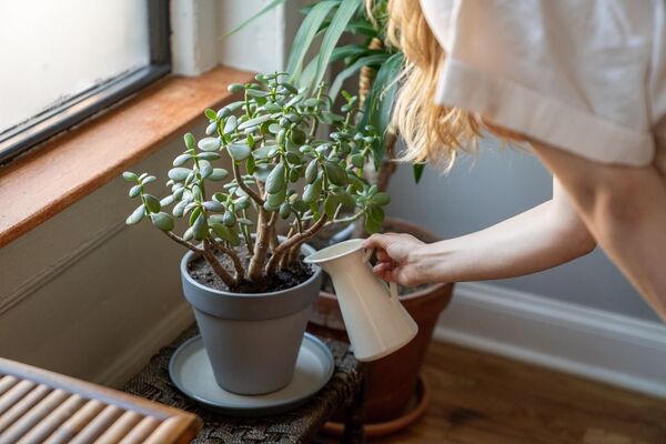 Métodos para regar las plantas sin desperdiciar agua