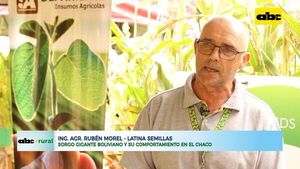 Comportamiento del sorgo gigante en el Chaco   - ABC Rural - ABC Color