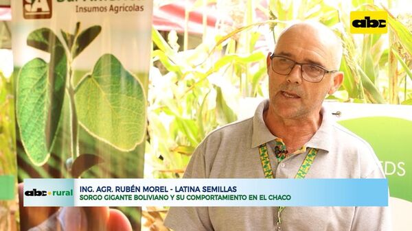 Comportamiento del sorgo gigante en el Chaco - ABC Rural - ABC Color
