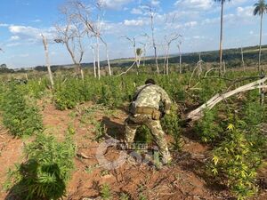 SENAD desmanteló centros de producción de marihuana en zona de Capitán Bado