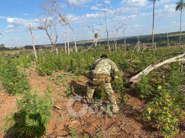SENAD desmanteló centros de producción de marihuana en zona de Capitán Bado