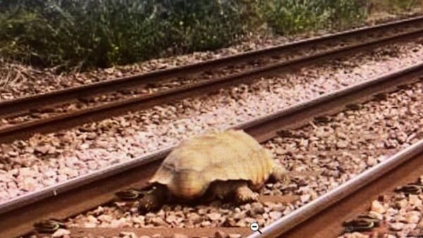 Una tortuga gigante bloquea varias horas el tráfico de trenes en Inglaterra