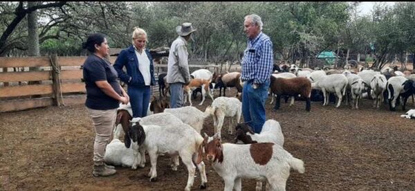 Cabras ganan su espacio - Economía - ABC Color