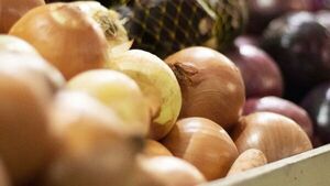 La cebolla se encarece con la regulación de importación