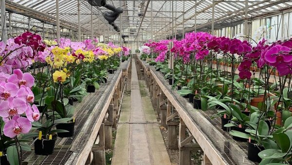 Taiwán invertirá USD 3,7 millones para producir y comercializar orquídeas