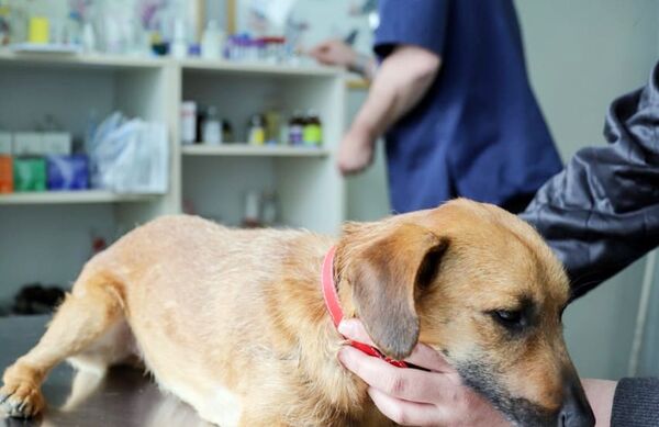 La dermatitis canina - Nacionales - ABC Color