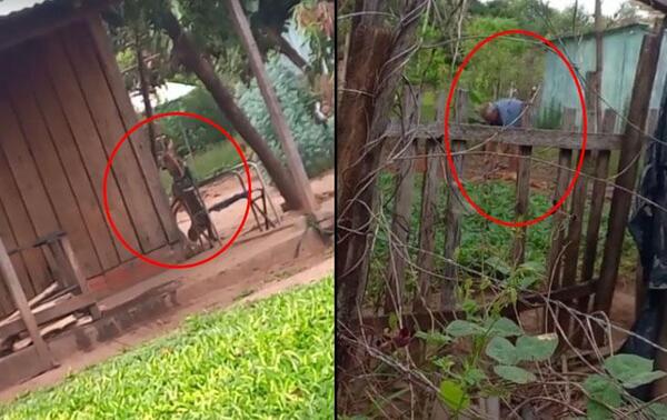 Perrito murió tras ser colgado de un árbol cuando buscaba comida en Coronel Oviedo – Prensa 5