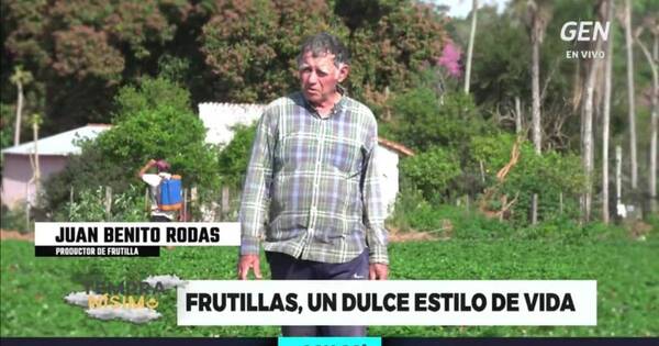 La Nación / Don Benito: “La frutilla me dio casa, para mi novia, familia y poder hacerlos estudiar”