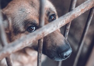 Aumenta crueldad animal en Encarnación