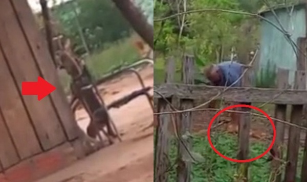 Hombre mata a un perrito colgándolo de un árbol en Coronel Oviedo - Noticiero Paraguay