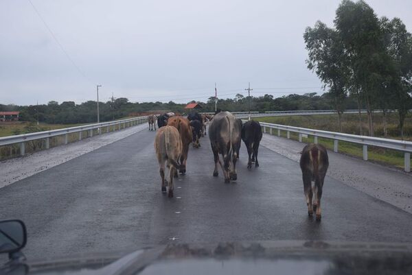 Animales sueltos y falta señalización en la Ruta PY18 - Nacionales - ABC Color