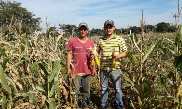 Técnicos de ITAIPU, MAG e IICA verifican parcelas de maíz en etapa de cosecha